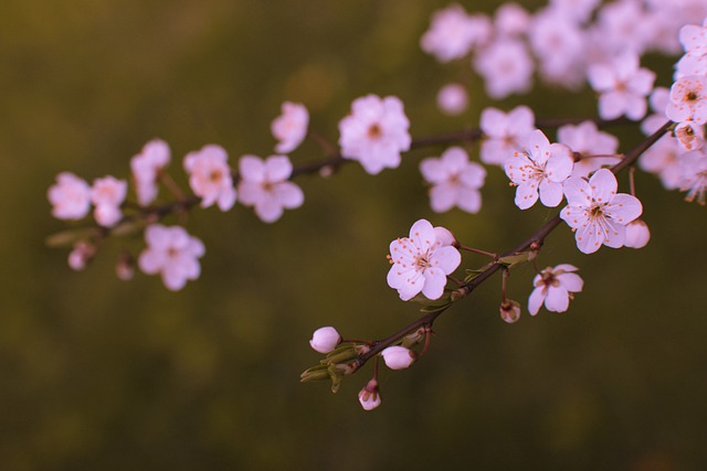 湖南芷江师范学校的招生要求